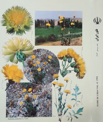 فلور رنگی ایران،‌جلد 13