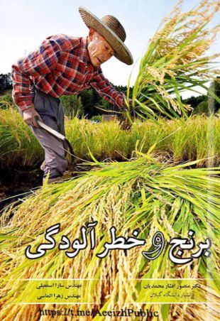 برنج و خطر آلودگی